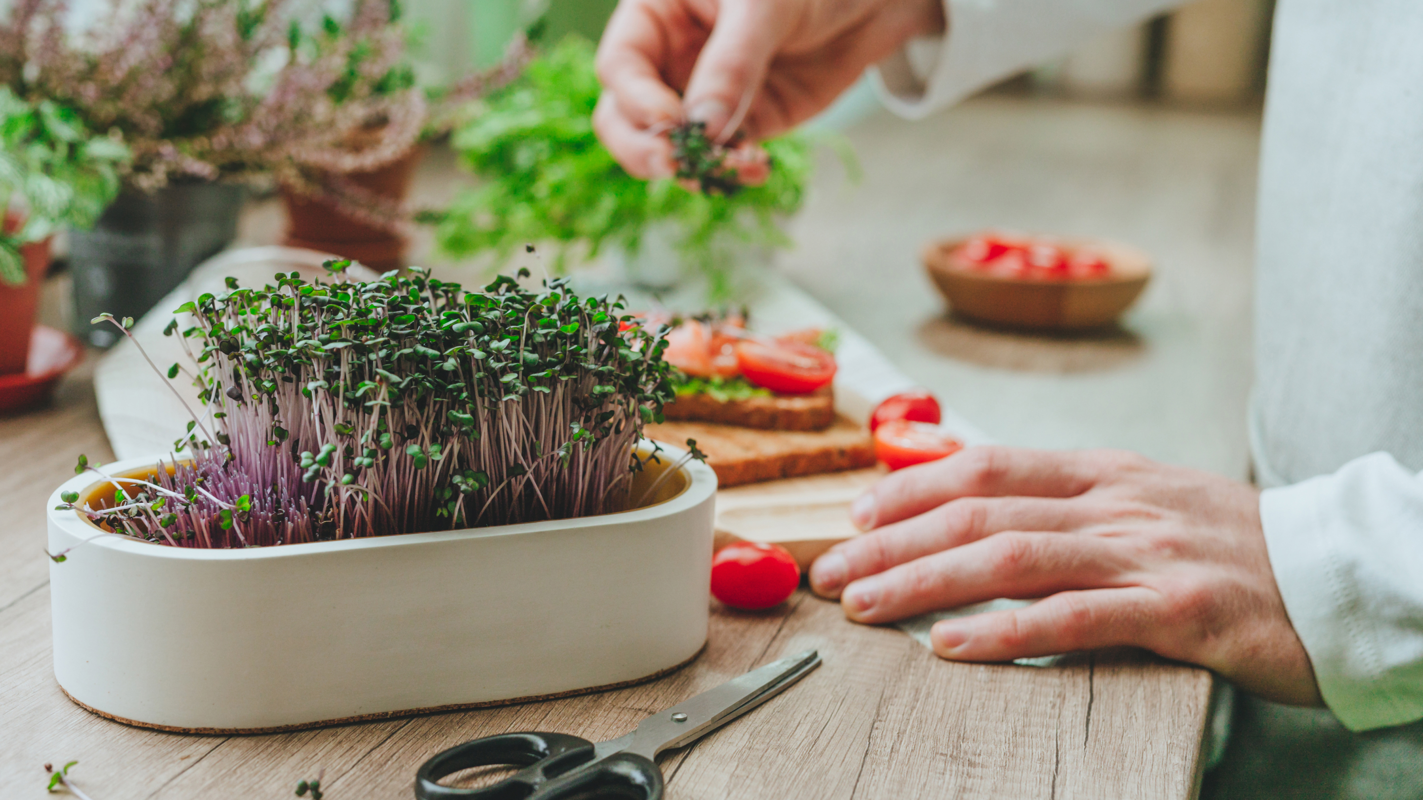 Blog Frischgetrocknet Previewimg